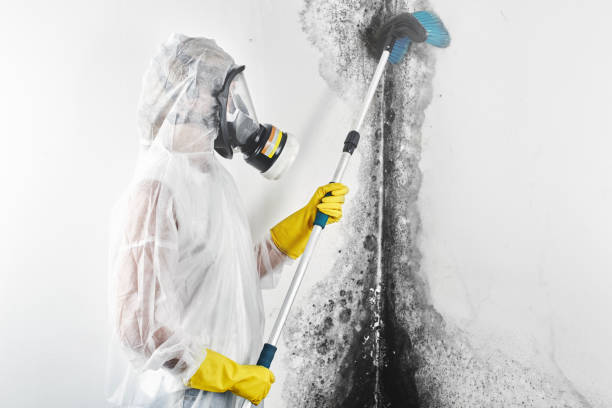 Best Mold Remediation for Healthcare Facilities  in Robertsville, NJ