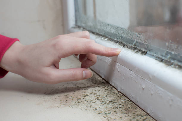 Best Industrial Mold Remediation  in Robertsville, NJ