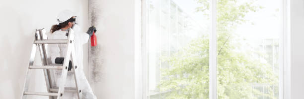 Best Mold Odor Removal Services  in Robertsville, NJ